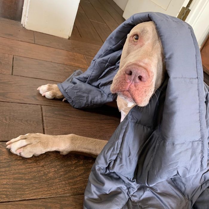 A dog lying on the floor, partially wrapped in a blanket, looking up with a calm and content expression