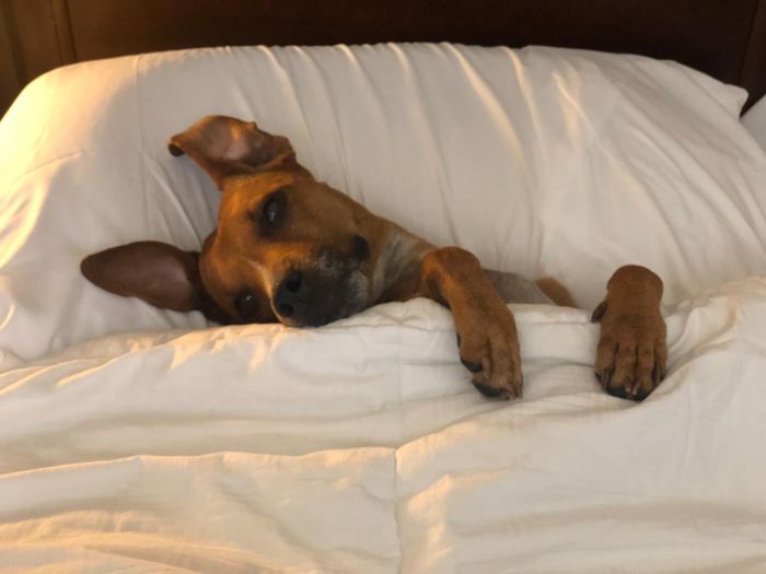 A reviewer’s photo of the sheets in white