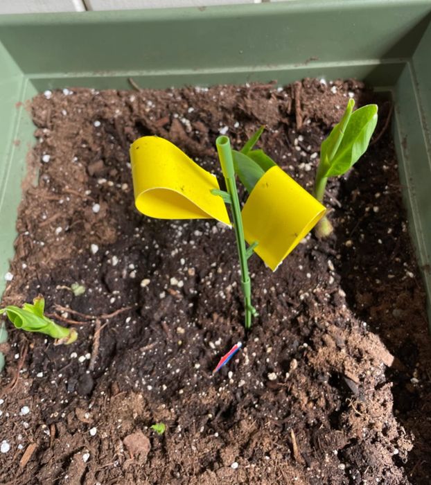 A young potted plant with a yellow label, possibly indicating care instructions or species, perfect for gardeners and plant enthusiasts alike