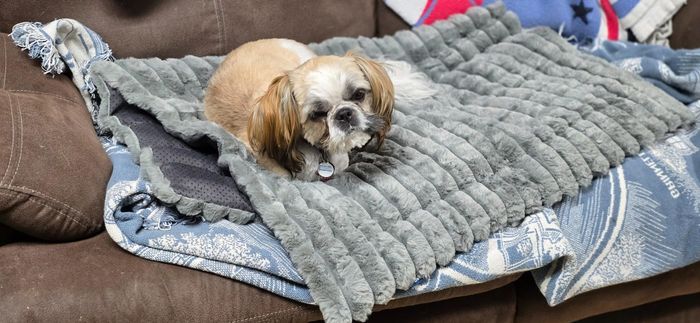 A small dog with a fluffy coat, comfortably lying on a plush, textured blanket on the sofa, looking completely at ease