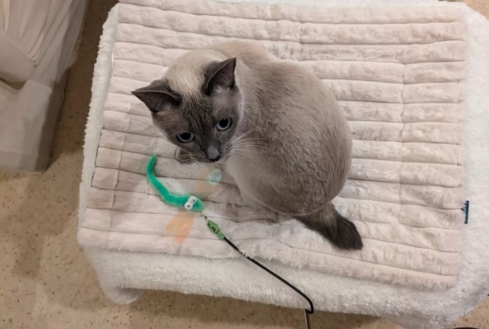 A cat sitting on a textured mat with a green toy beside it, gazing up at the camera. The cozy setting suggests a pet product shopping experience