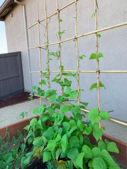 A photo from a reviewer showing bamboo stakes supporting bean plants as they grow