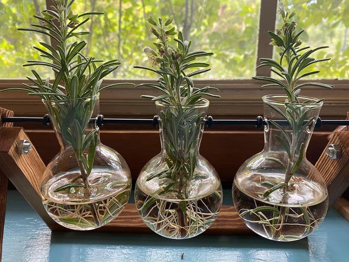 Three glass bulb planters on a stand with rosemary growing from the top.
