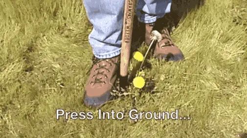A gif showing the process of pressing the tool into the soil where the weed is, then leaning the handle at an angle to pull the weed up completely.