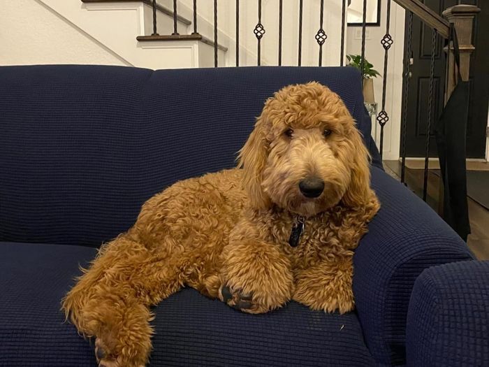 A fluffy dog lounging comfortably on a couch, highlighting the cozy living room décor.