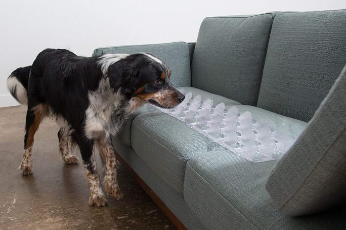 A dog inspects a couch covered by a plastic prickly mat, a product intended to prevent pets from getting on the furniture.