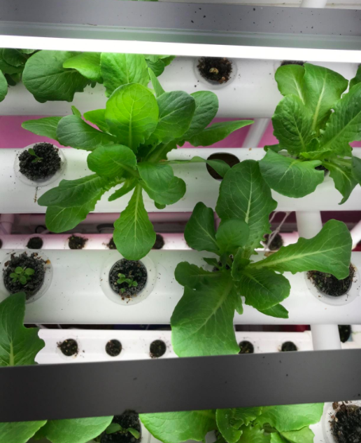 An overhead shot of a reviewer showcasing vibrant, leafy green plants.