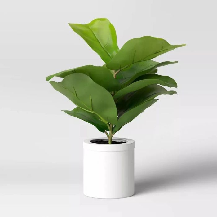 A potted green plant with large leaves in a minimalist white cylindrical pot, sitting on a neutral background.