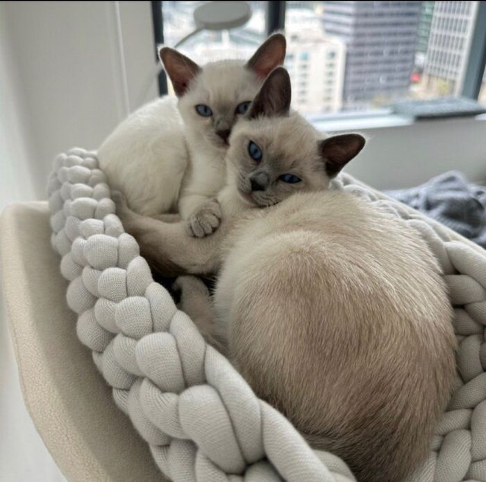 Two cats relaxing in a cozy gray bed.