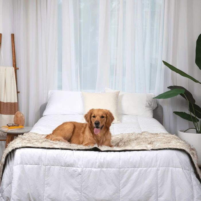 A golden retriever lounging on a well-made bed with crisp white bedding, a plush throw, and plants and curtains in the background, featured in a shopping article