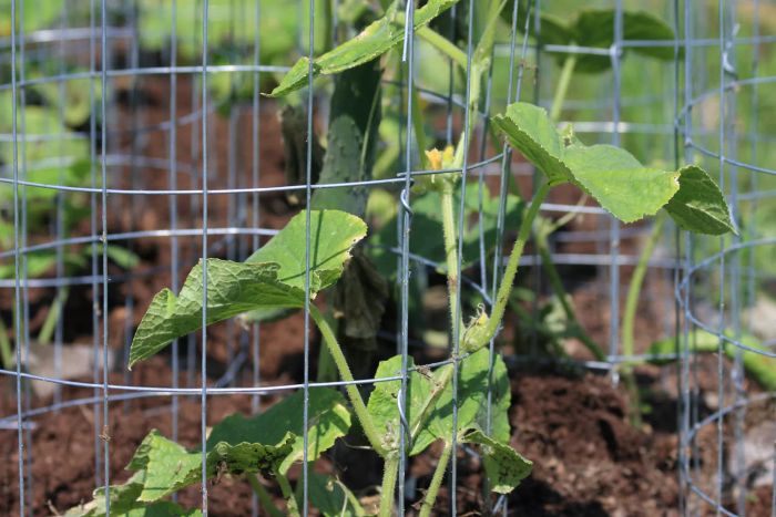 Tomato Cage Cucumber Trellis