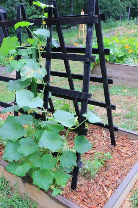 Cucumber plant climbing up trellis.