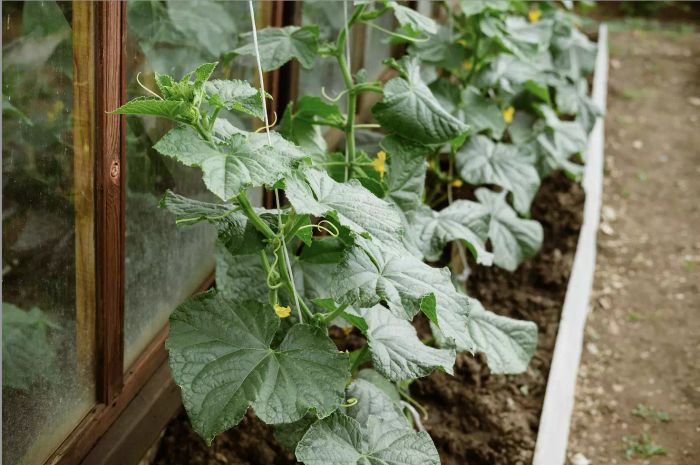 cucumber plants 