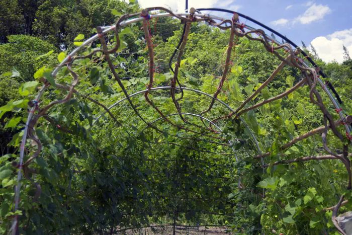 view of archway trellis made of metal poles and thick wood with cucumber vines growing on it outdoors in garden