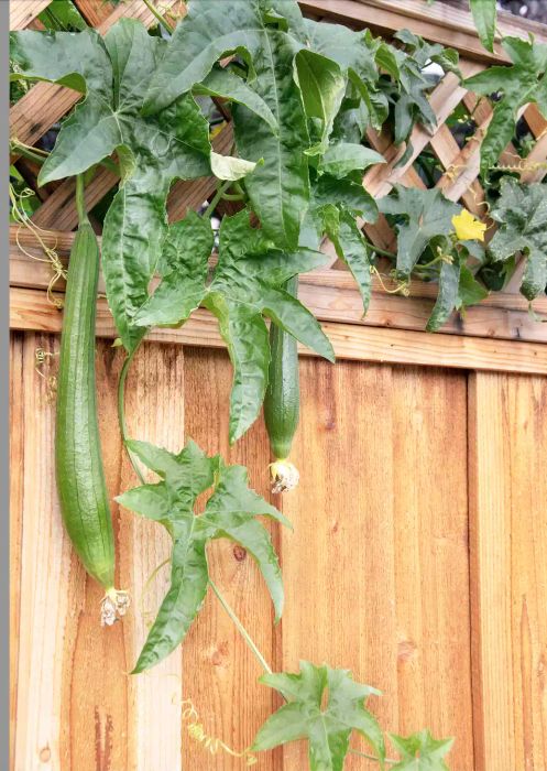 cucumber trellis on fence