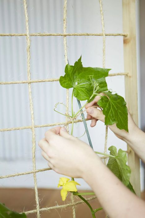 Hand tying cucumber vine to string cucumber trellis