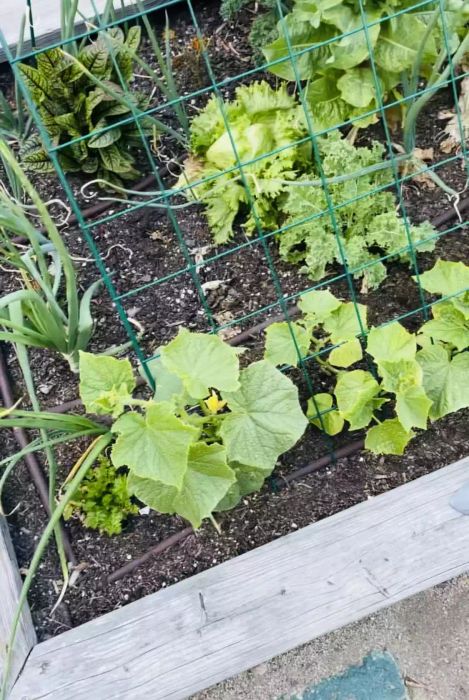 cucumber trellis