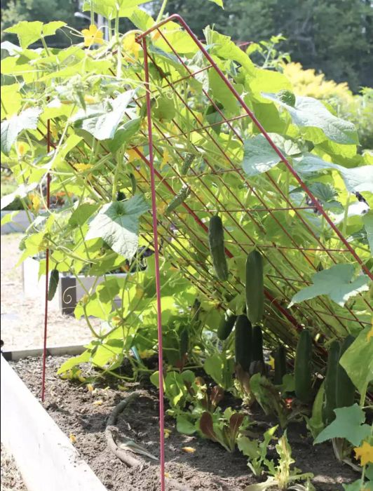 Metal Lean-To Cucumber Trellis