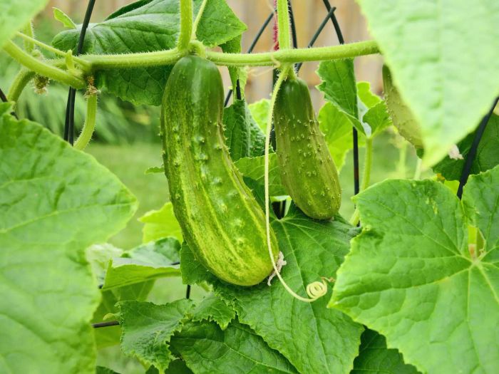 Cucumbers thriving on trellises in a cozy backyard garden setting