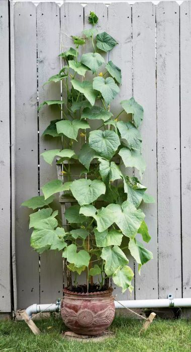 cucumber trellis