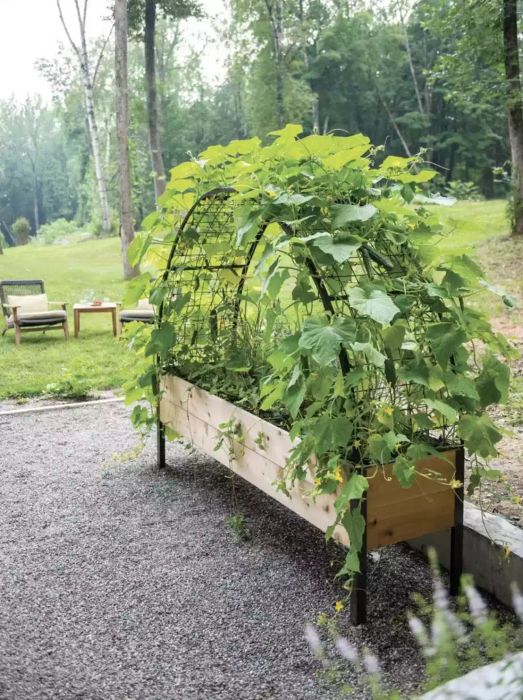 An arch garden trellis featuring cucumber vines climbing on it, accompanied by a wooden planter.