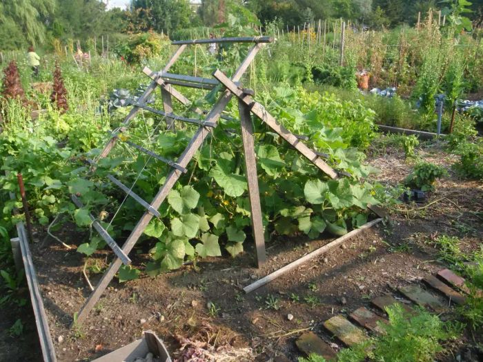 Wooden A-Frame Cucumber Trellis