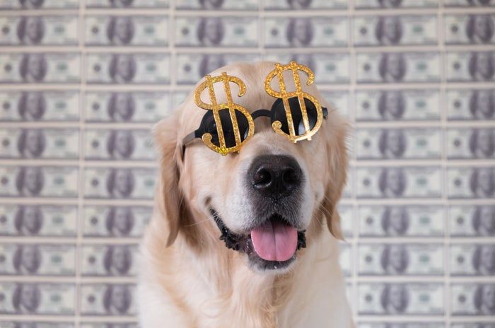 A dog sporting dollar sign sunglasses sits in front of a backdrop filled with images of money.
