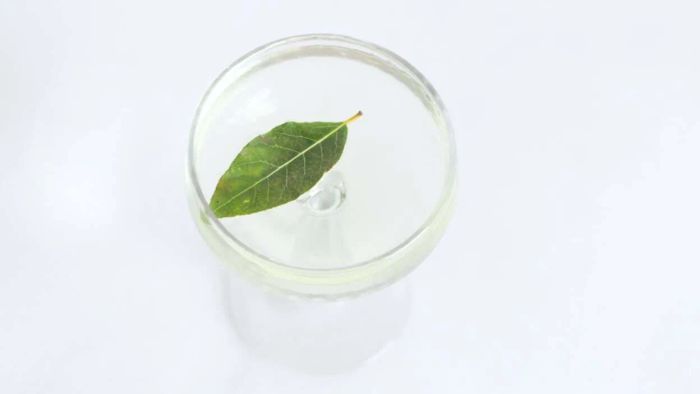 How to Craft Bay Leaf Infused Gin