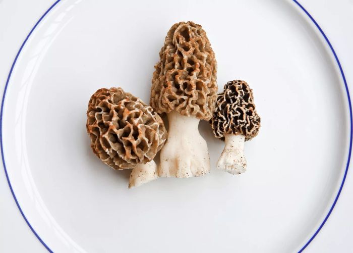 Morel Mushrooms