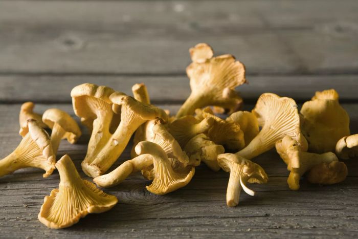 Chanterelle Wild Mushrooms