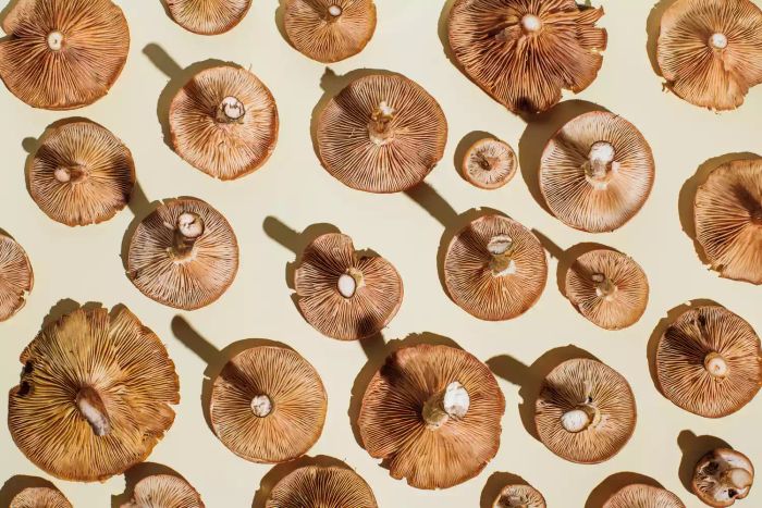 Several mushrooms on a neutral beige background