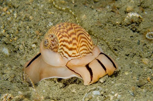 1- piercing shells