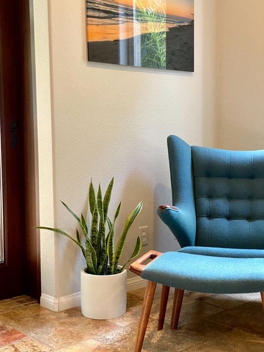 A reviewer's snake plant placed in a self-watering pot.