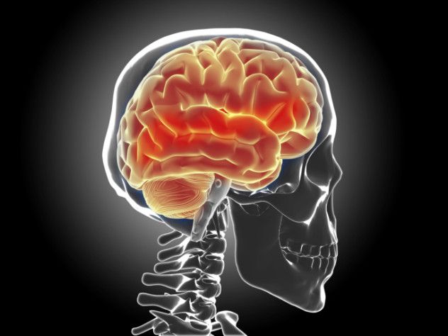 8 Brain wrinkles
