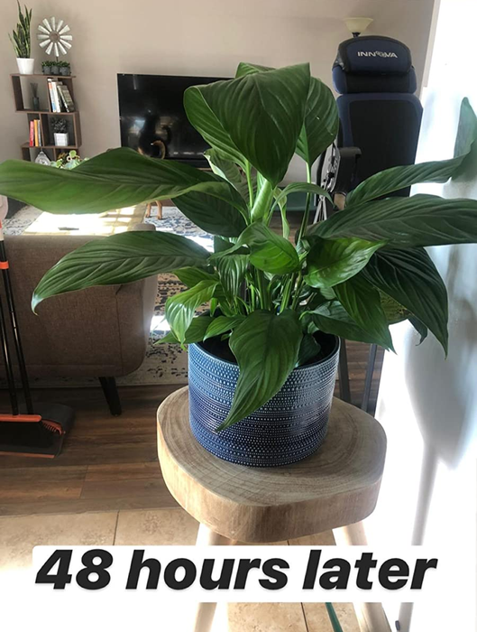 Reviewer's plant standing tall and healthy