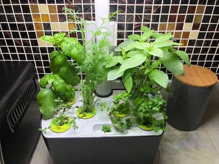 A reviewer's indoor garden, showcasing a variety of fresh herbs in a sleek black setup.
