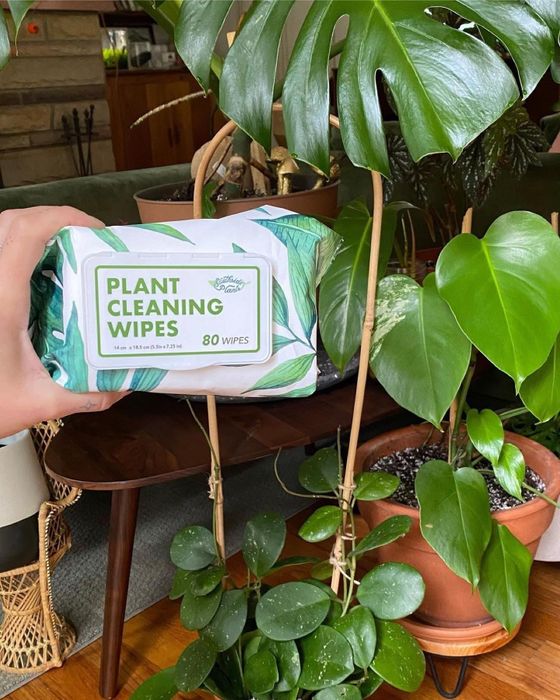 A person holds up a pack of plant cleaning wipes in front of a thriving houseplant.