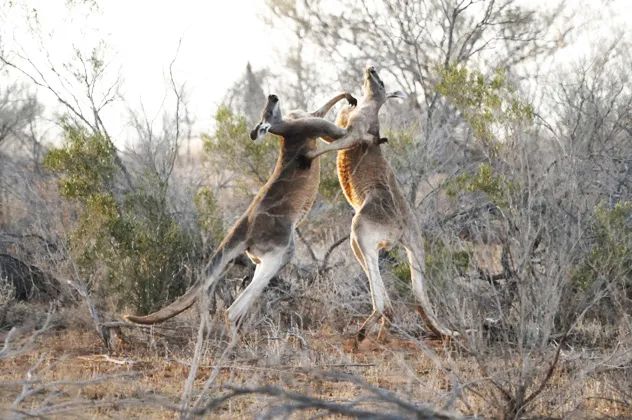10- kangaroo