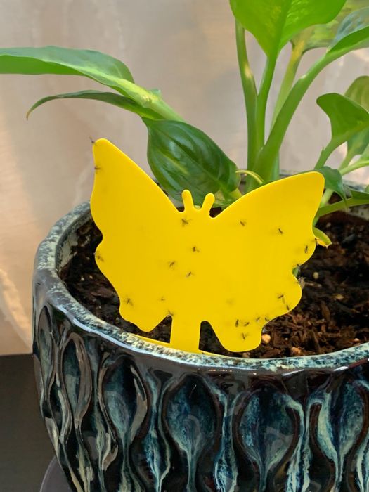 Another reviewer shows a yellow sticky trap inserted into a plant's soil.