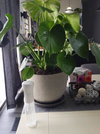 A reviewer's spray bottle, roughly the size of an air freshener, placed next to a large monstera plant.