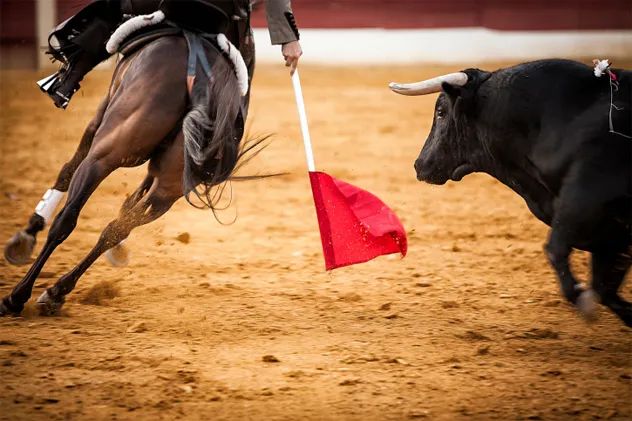 8- bull
