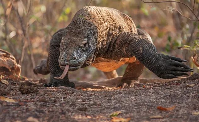 3- komodo dragon