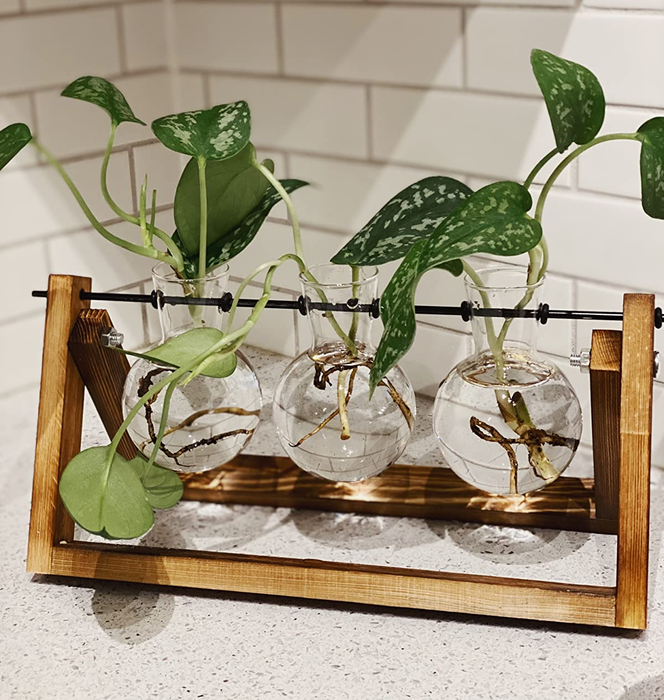 A reviewer's plant terrarium filled with cuttings in water, displayed in all three glass containers.
