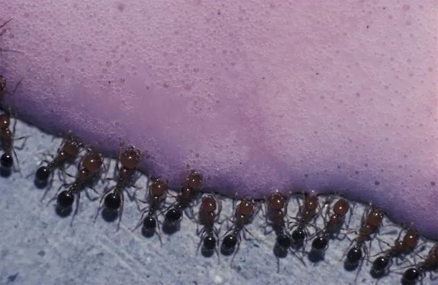 2- ants