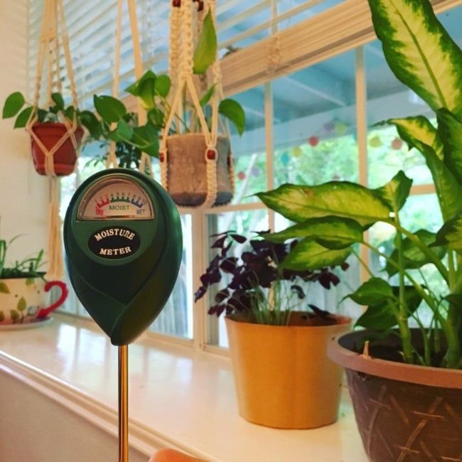 The moisture meter placed in front of a windowsill filled with plants