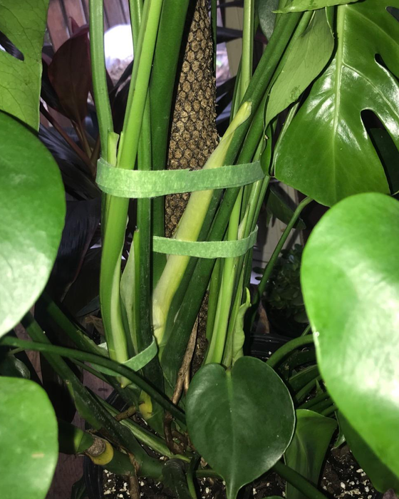 A reviewer shares a photo showing Velcro garden tape being used to support the stems of plants.