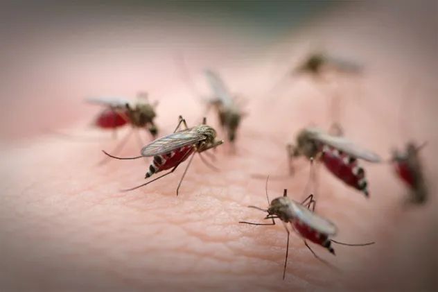 7- mosquito