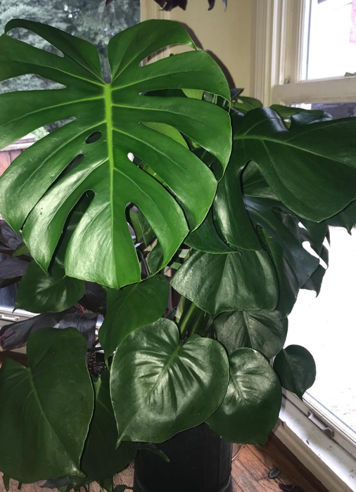 A reviewer presents a photo of a large plant secured with Velcro garden tape to help maintain its structure as it grows.