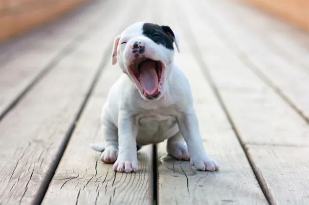 1- pit bull