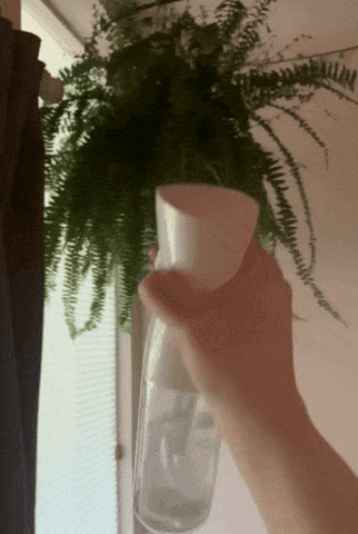 Another reviewer uses the spray bottle to mist a hanging fern plant.